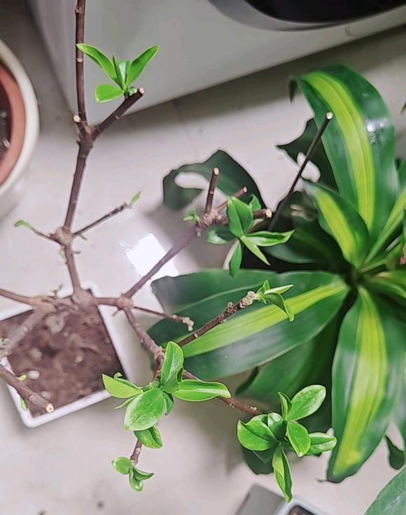 金边瑞香新长出的叶片，边缘呈现纯绿色暂无明显金边