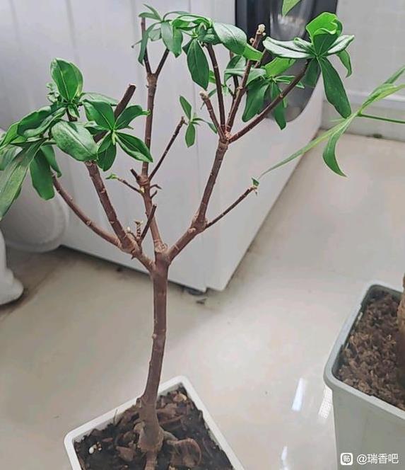 叶片再次出现下垂耷拉现象的瑞香植株，疑似根部受损