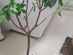 金边瑞香长新叶没金边是怎么回事？是温度低还是买到了假品种？