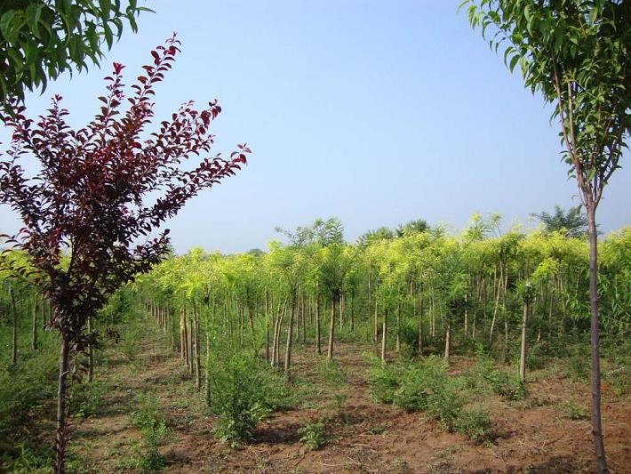 金叶国槐高接换头嫁接现场，展示插皮接操作细节