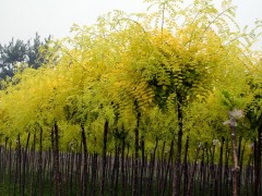 金叶国槐园林应用与嫁接技术：打造北方金黄色景观的彩色树种首选