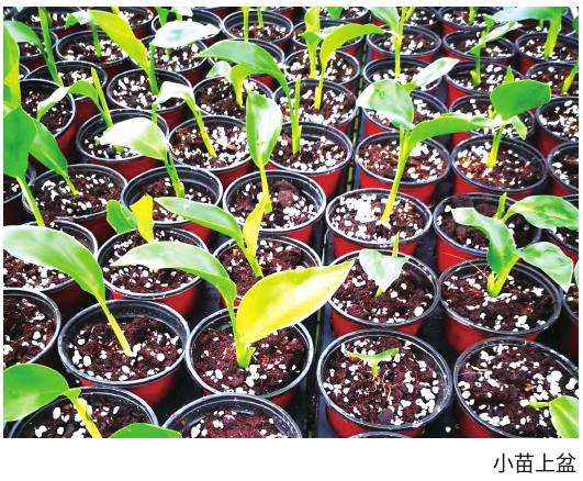 鹤望兰光照管理与冻伤防治：缓苗期至营养生长期光照强度控制指南