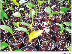 鹤望兰光照管理与冻伤防治：缓苗期至营养生长期光照强度控制指南