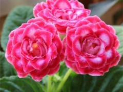 盆栽木芙蓉矮化控花技术：详解烯效唑对株高、分枝及花期的调控效应