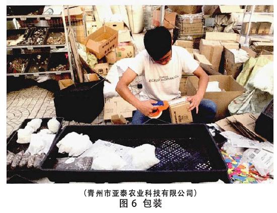 花卉电商创业园内部的智能化快递分拣流水线