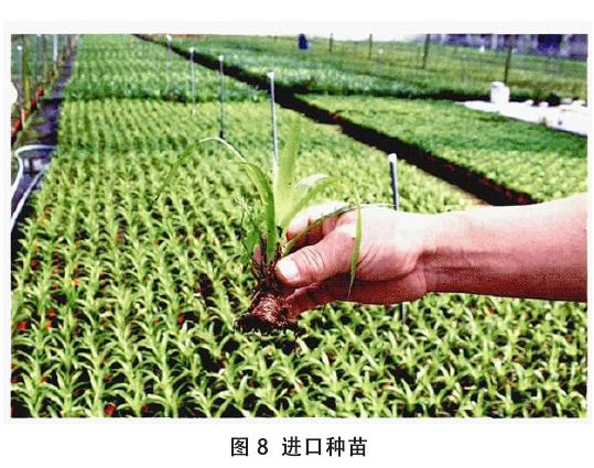 从国外引进的高档盆花进口种苗展示