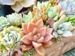 多肉开花要剪吗？揭秘哪些多肉开花即死及正确处理方法
