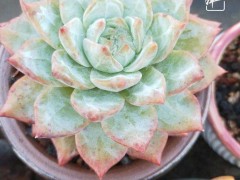 深圳9月多肉养护心得：揭秘“靠天养”露养模式与高颗粒配土经验