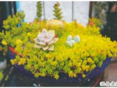 护盆草养护指南：黄金万年草/薄雪万年草怎么养？多肉盆景搭配秘籍