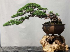 探秘佛山庆万园：陈志就岭南盆景创作的5大核心造型秘诀