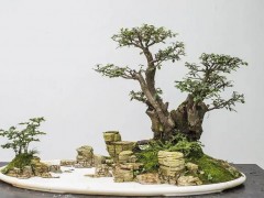 宋代山石盆景发展史：从苏东坡到宋徽宗的文人赏石与盆景艺术全解析