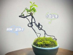 小微盆景也能做成大产业？揭秘成都安龙村靠指尖艺术致富的秘密