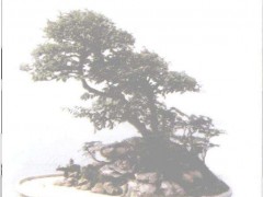树石盆景：中国盆景艺术的第三大类别，如何打造自然野气美学？