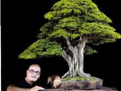 委内瑞拉盆景艺术大师Nacho Marin作品赏析：世界盆栽社团名家设计