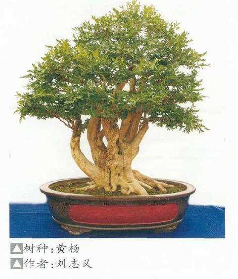 王林先生的木瓜盆景作品，苍劲古拙