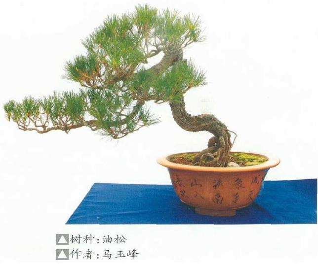 油橄榄盆景桩材，树干苍古虬曲，根盘完美