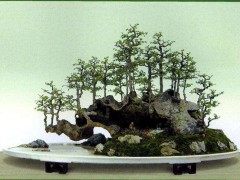 榆树盆景造型与养护：大师郑永泰《老榆探海化蓬莱》水旱盆景赏析
