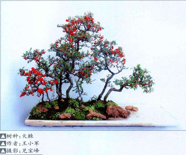 中州盆景艺术传承与创新探索