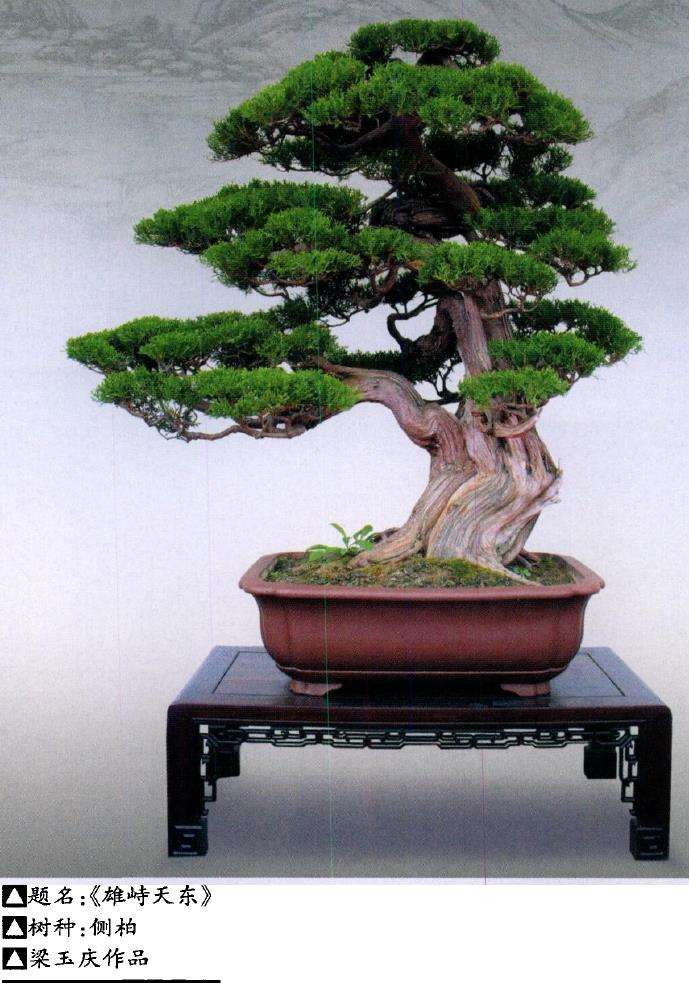 梁玉庆盆景创作心得手稿或语录，展示其艺术理念