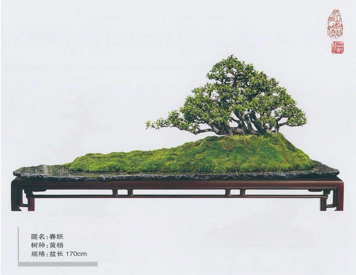 盆景大师韩学年《春妖》赏析：丛林式黄杨盆景构图与意境美学
