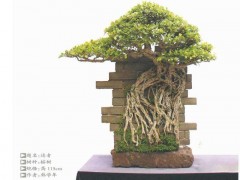 信宜市盆景协会正式成立！挂牌仪式隆重举行，共筑粤西盆景新篇章