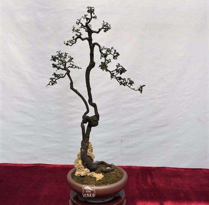 盆景销售1年的利润分析&mdash;&mdash;内行讨论商业化可行性