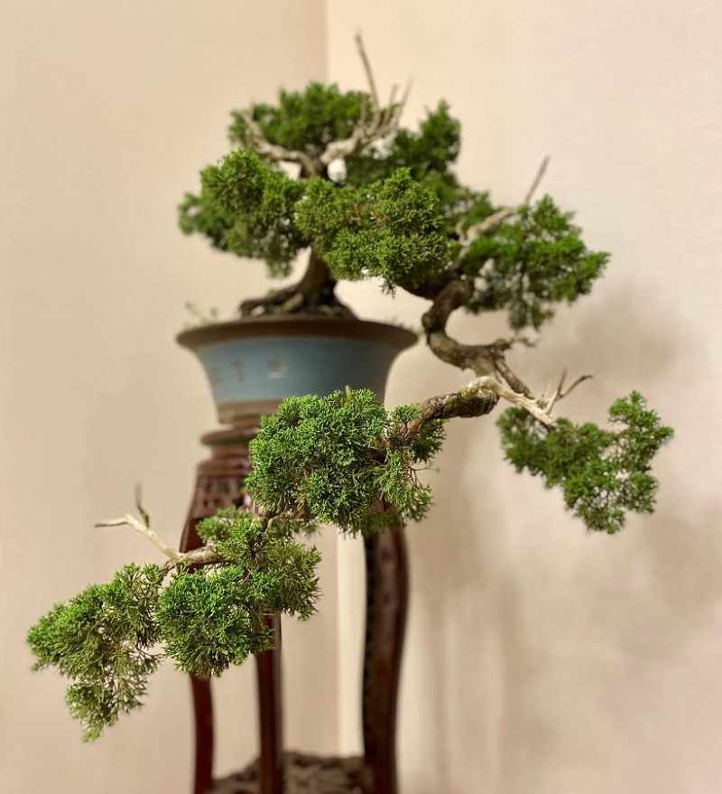 济州柏盆景 4500元的价格 贵吗 图片