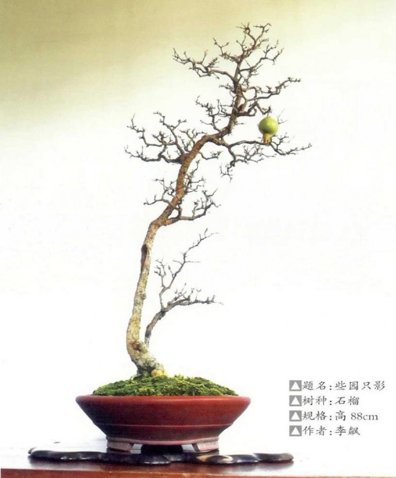 李飘先生谈盆景《些园只影》的制作