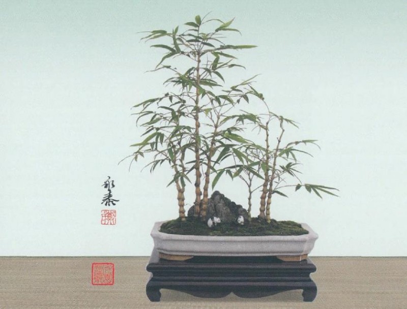 郑老谈竹草盆景的创作方法 图片