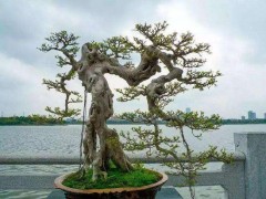 看岭南盆景作品评比标准，练就鉴赏慧眼！拆解作品规格与5大评分维度